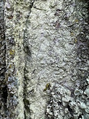 Lecanora thysanophora