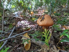 Cortinarius armillatus