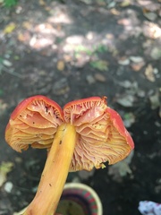 Hygrocybe
