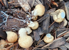 Apioperdon pyriforme