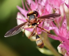 Physocephala marginata