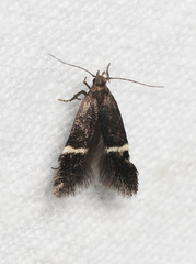 Aproaerema cinctella