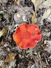 Hygrocybe