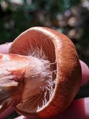 Cortinarius armillatus