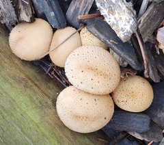 Apioperdon pyriforme