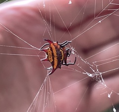 Gasteracantha curvispina