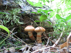 Cortinarius armillatus