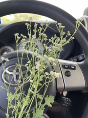Parthenium confertum
