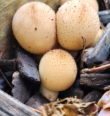 Apioperdon pyriforme