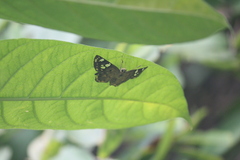 Coladenia