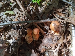 Cortinarius armillatus