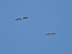 Chroicocephalus cirrocephalus