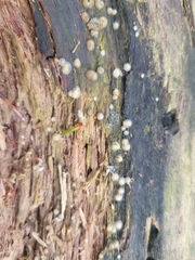 Helicogloea compressa