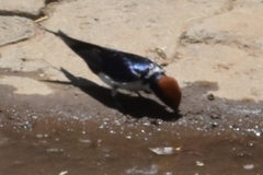 Hirundo smithii