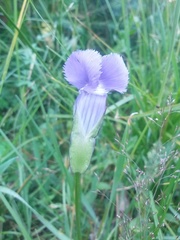 Gentianopsis thermalis