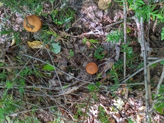 Cortinarius armillatus