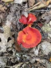 Hygrocybe