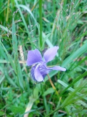 Gentianopsis thermalis