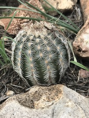 Echinocereus reichenbachii caespitosus