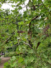 Bauhinia lunarioides