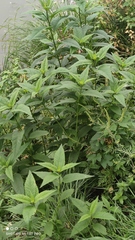 Helianthus tuberosus