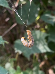 Eudryas unio