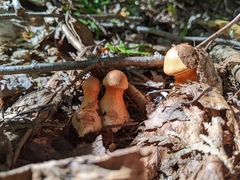 Cortinarius armillatus