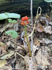 Arisaema triphyllum