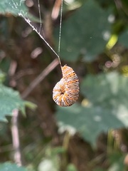 Eudryas unio