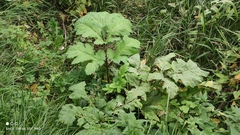 Heracleum sosnowskyi