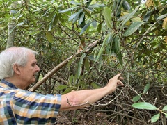 Rhododendron maximum