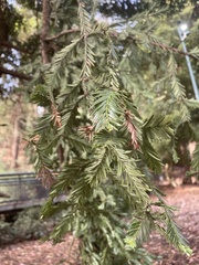Sequoia