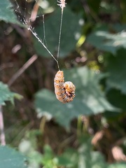 Eudryas unio