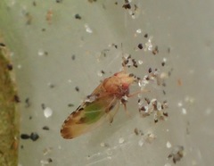 Nyctiphalerus vermiculosus