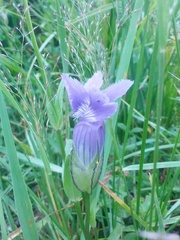 Gentianopsis thermalis