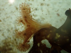 Haliclystus sanjuanensis