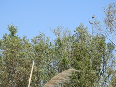 Tessaria integrifolia