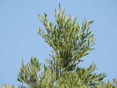 Tessaria integrifolia