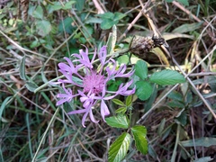 Centaurea jacea vinyalsii