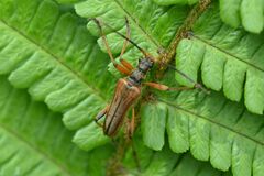 Stenocorus meridianus