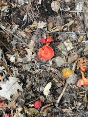 Hygrocybe