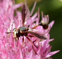 Physocephala marginata