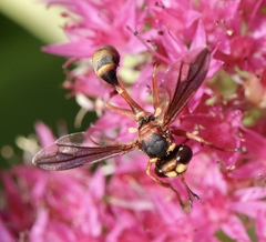 Physocephala marginata