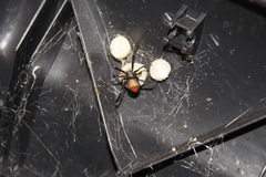 Latrodectus hasselti
