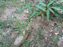 Persicaria mitis