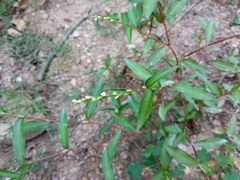 Persicaria mitis
