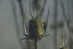 Dipsacus comosus