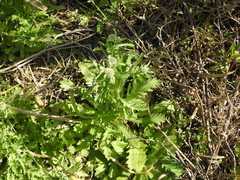 Acicarpha tribuloides