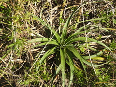 Eryngium horridum