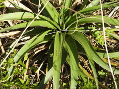 Eryngium horridum